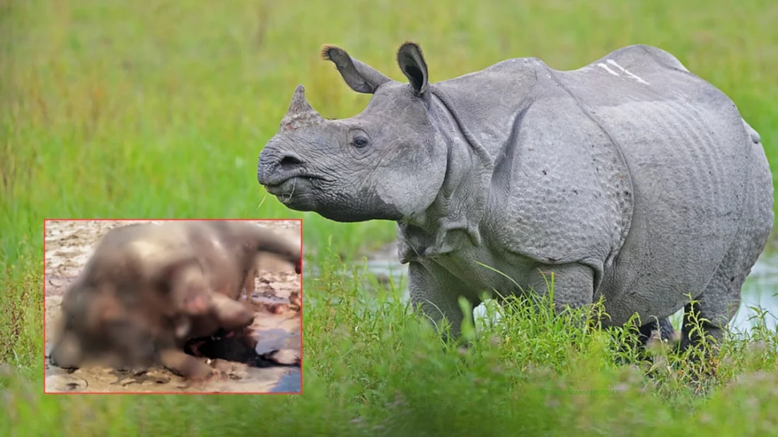 কুড়িগ্রামে দুধকুমার নদে ভেসে এল গন্ডারের মরদেহ